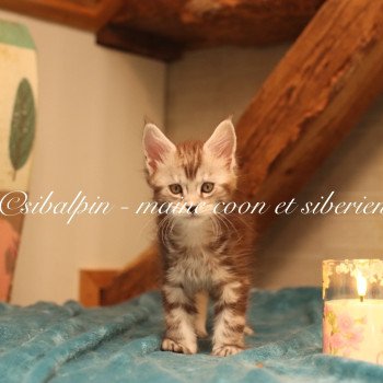 Alleena Femelle Maine coon