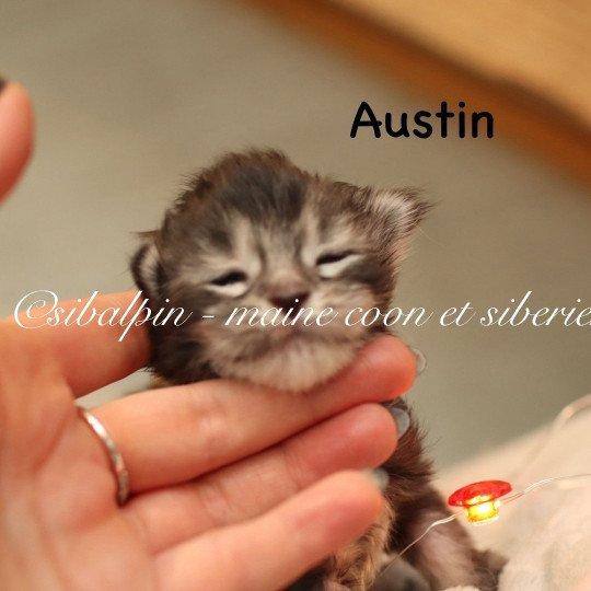 chaton Maine coon black silver ticked tabby Austin Elevage Sibalpin black silver ticked tabby