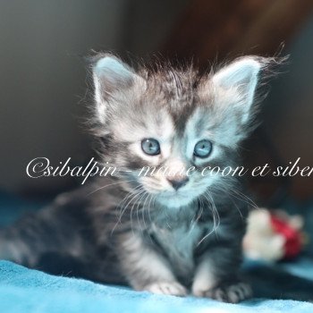 Austin Mâle Maine coon