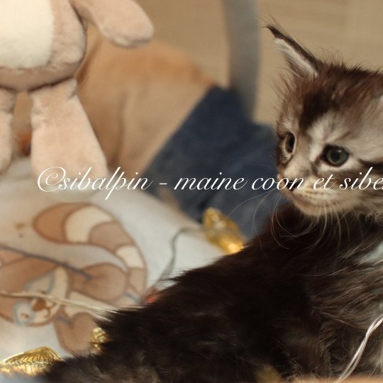 chaton Maine coon black silver ticked tabby Austin Elevage Sibalpin black silver ticked tabby