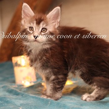 Austin Mâle Maine coon