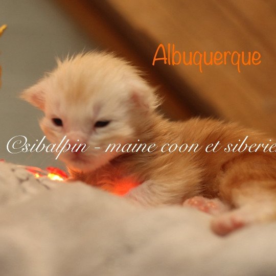 chaton Maine coon red silver ticked tabby Albuquerque Elevage Sibalpin red silver ticked tabby