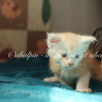 Albuquerque Mâle Maine coon