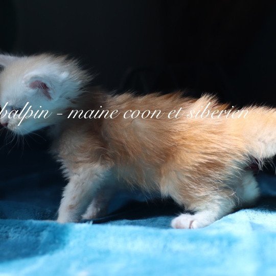 chaton Maine coon red silver ticked tabby Albuquerque Elevage Sibalpin red silver ticked tabby