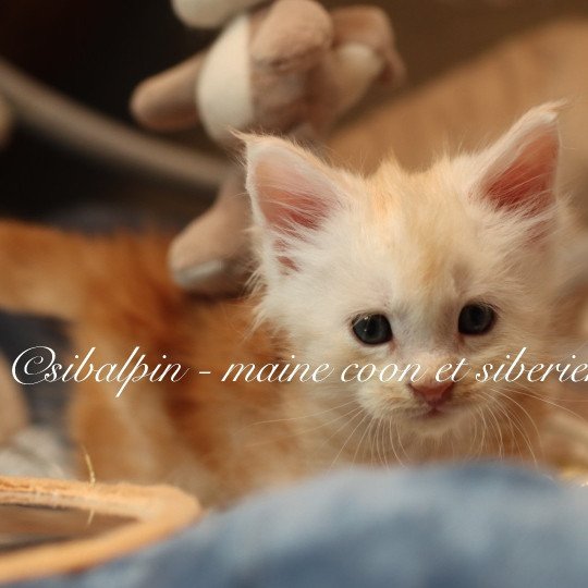 chaton Maine coon red silver ticked tabby Albuquerque Elevage Sibalpin red silver ticked tabby