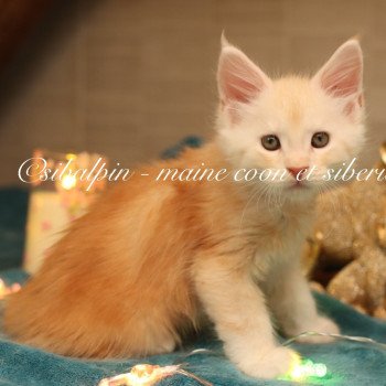 Albuquerque Mâle Maine coon