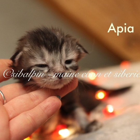 chaton Maine coon black silver ticked tabby Elevage Sibalpin black silver ticked tabby