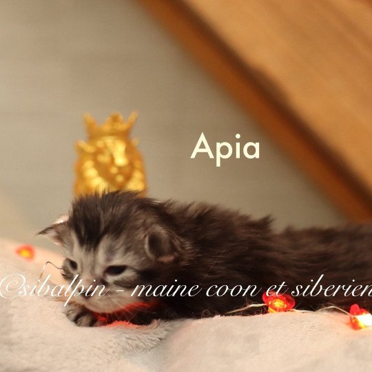 chaton Maine coon black silver ticked tabby Apia Elevage Sibalpin black silver ticked tabby