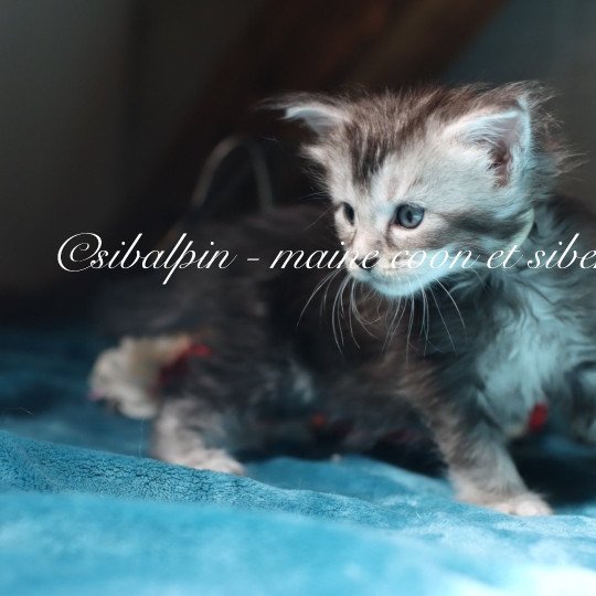 chaton Maine coon black silver ticked tabby Apia Elevage Sibalpin black silver ticked tabby