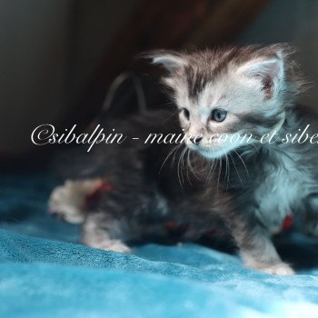 Apia Femelle Maine coon