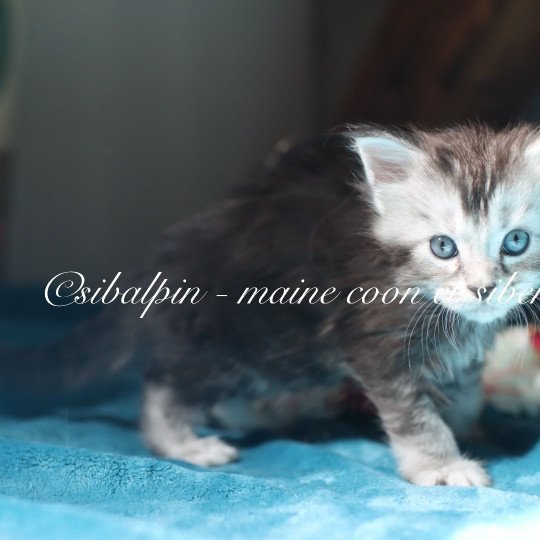 chaton Maine coon black silver ticked tabby Apia Elevage Sibalpin black silver ticked tabby