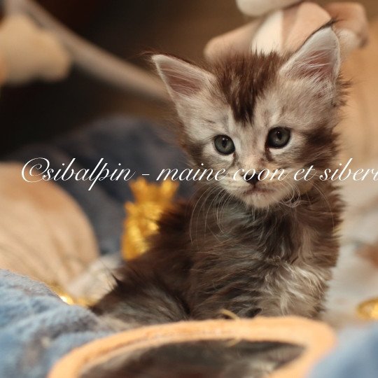 chaton Maine coon black silver ticked tabby Apia Elevage Sibalpin black silver ticked tabby