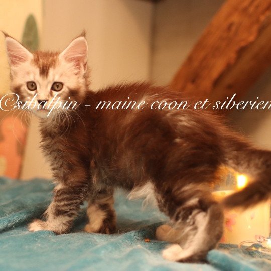 chaton Maine coon black silver ticked tabby Apia Elevage Sibalpin black silver ticked tabby