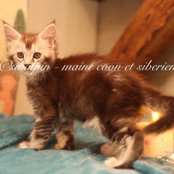 Apia Femelle Maine coon