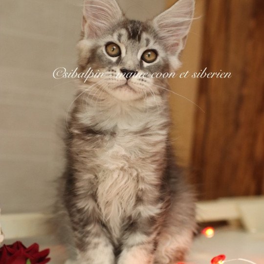 chaton Maine coon black silver ticked tabby Apia Elevage Sibalpin black silver ticked tabby
