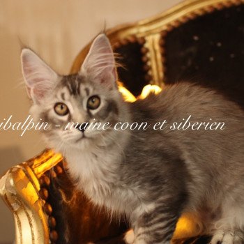 Apia Femelle Maine coon
