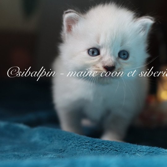 chaton Neva Masquerade point Angel Fire Elevage Sibalpin  point