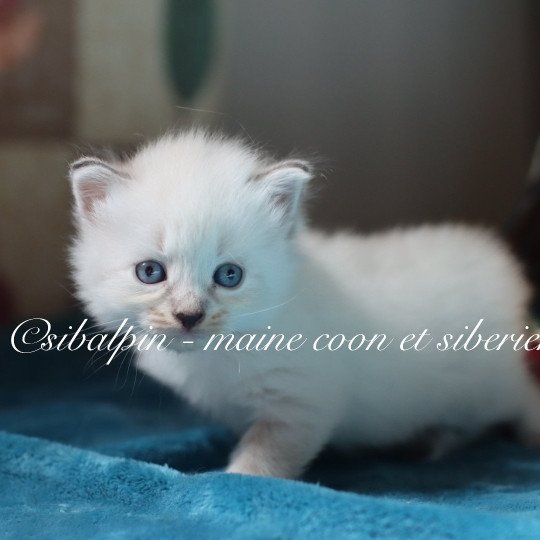 chaton Neva Masquerade point Angel Fire Elevage Sibalpin  point