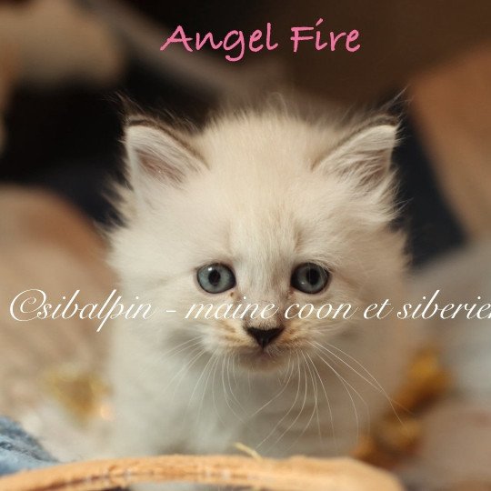 chaton Neva Masquerade blue tabby point & blanc Angel Fire Elevage Sibalpin blue tabby point & blanc