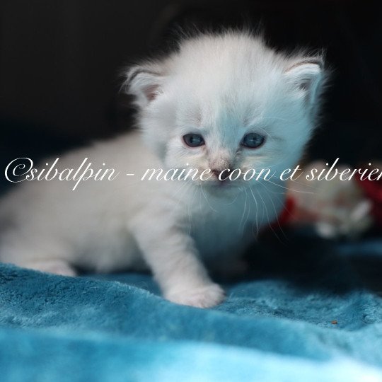chaton Neva Masquerade point Atlanta Elevage Sibalpin  point