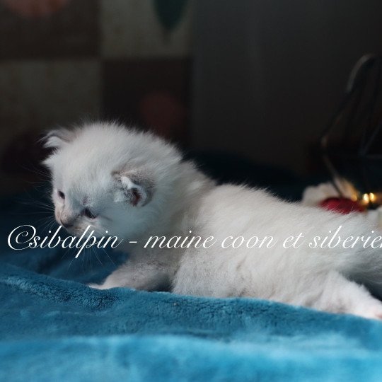 chaton Neva Masquerade point Atlanta Elevage Sibalpin  point