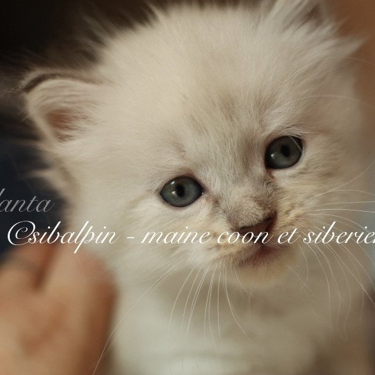 chaton Neva Masquerade blue tabby point Atlanta Elevage Sibalpin blue tabby point