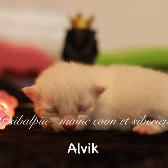 chaton Neva Masquerade point Elevage Sibalpin red silver tabby point & blanc