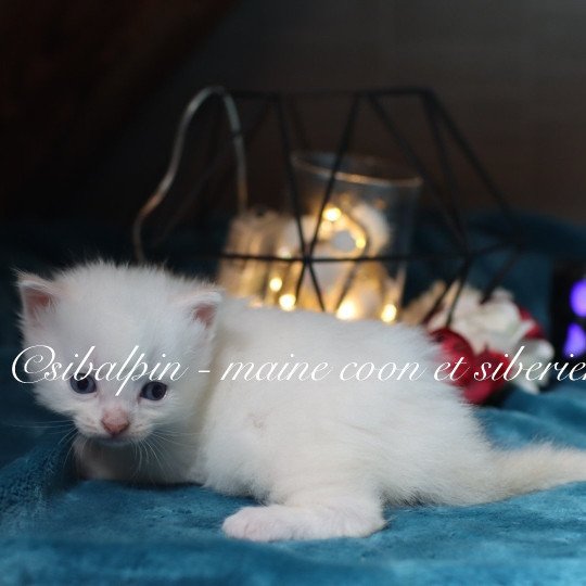 chaton Neva Masquerade point Alvik Elevage Sibalpin red silver tabby point & blanc