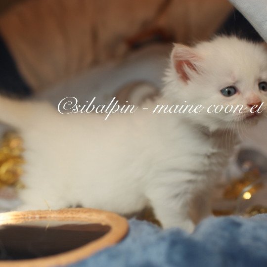 chaton Neva Masquerade red silver tabby point & blanc Alvik Elevage Sibalpin red silver tabby point & blanc