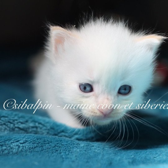 chaton Neva Masquerade point Amboke Elevage Sibalpin red silver tabby point bicolor