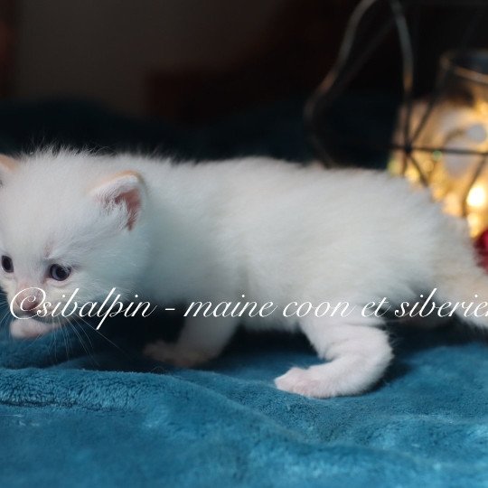 chaton Neva Masquerade point Amboke Elevage Sibalpin red silver tabby point bicolor
