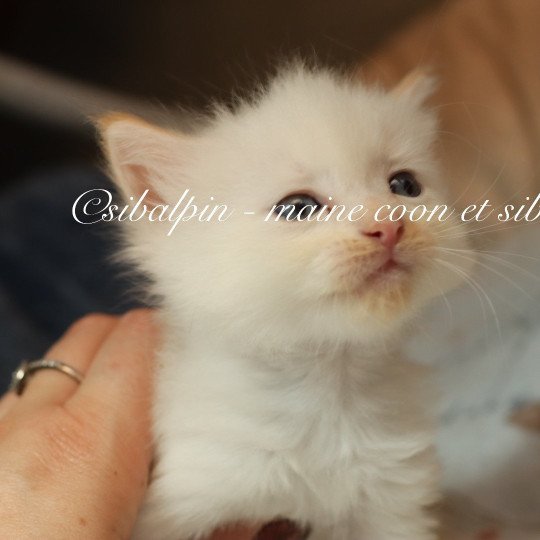 chaton Neva Masquerade red tabby point bicolor Amboke Elevage Sibalpin red tabby point bicolor