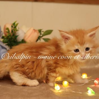 Babel Mâle Maine coon