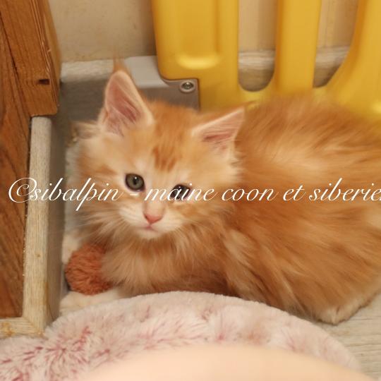 chaton Maine coon red silver blotched tabby Babel Elevage Sibalpin red silver blotched tabby