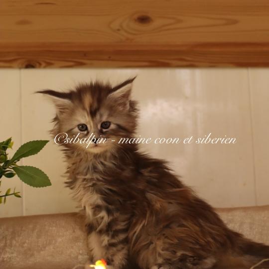 chaton Maine coon black tortie silver tabby Babi Dól Elevage Sibalpin black tortie silver tabby