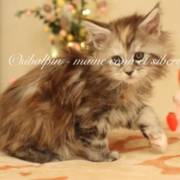 Babi Dól Femelle Maine coon