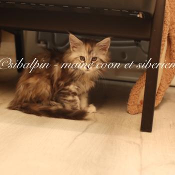 Babi Dól Femelle Maine coon