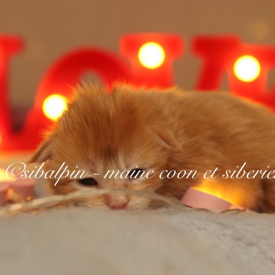 Babylon Mâle Maine coon