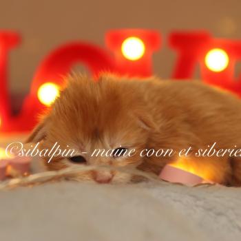 Babylon Mâle Maine coon