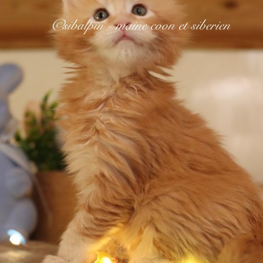 chaton Maine coon red silver ticked tabby Babylon Elevage Sibalpin red silver ticked tabby