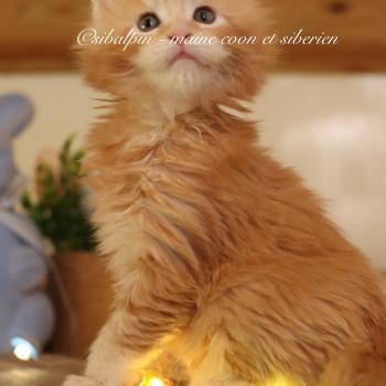 Babylon Mâle Maine coon