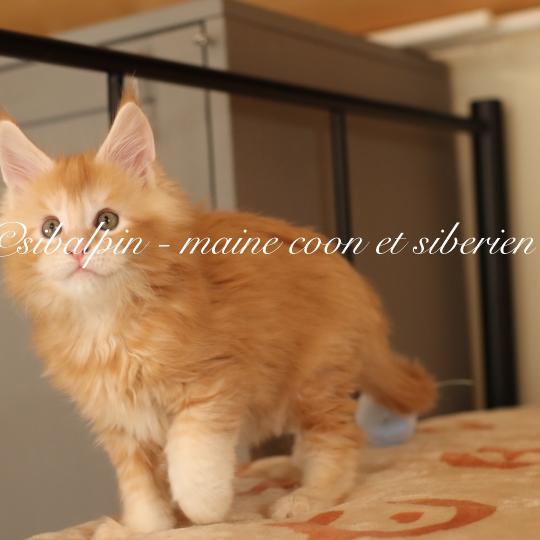 chaton Maine coon red silver ticked tabby Babylon Elevage Sibalpin red silver ticked tabby