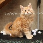 Union Mâle Maine coon Union Mâle Maine coon