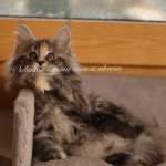Uriah Femelle Maine coon Uriah Femelle Maine coon