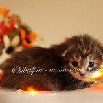 Utena Femelle Maine coon Utena Femelle Maine coon