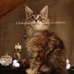 Utena Femelle Maine coon Utena Femelle Maine coon