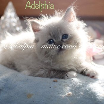 Adelphia Femelle Neva Masquerade