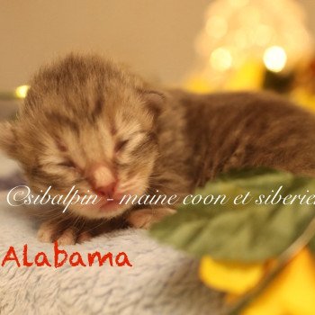 Alabama Mâle Neva Masquerade