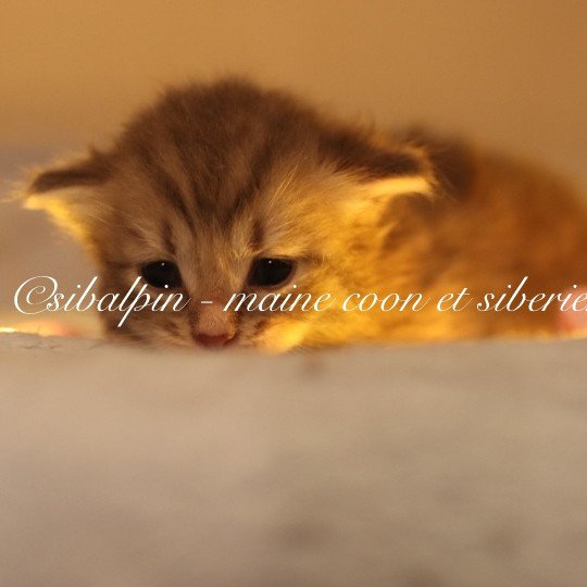 chaton Neva Masquerade Alabama Elevage Sibalpin blue mackerel tabby