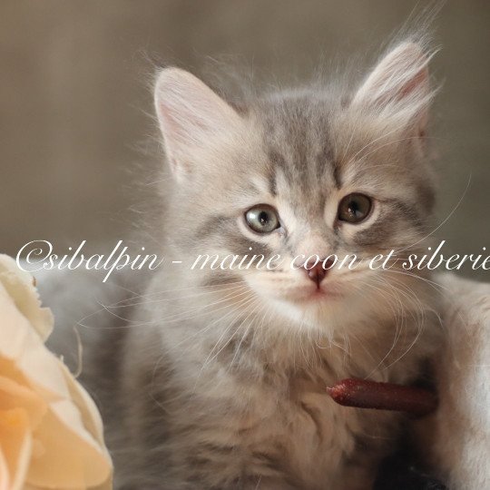 chaton Neva Masquerade blue mackerel tabby Alabama Elevage Sibalpin blue mackerel tabby
